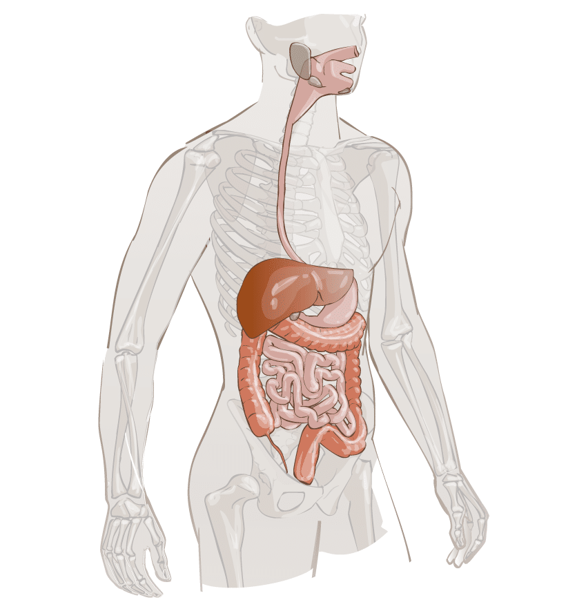 Agents Biologiques Voie Digestive