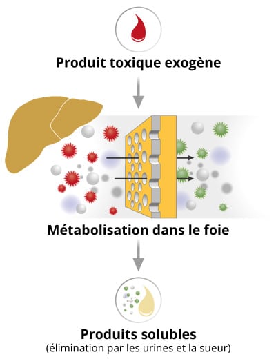 Un produit toxique exogène est métabolisé par le foie, il deviant alors un produit soluble qui sera éliminé via l'urine et la sueur